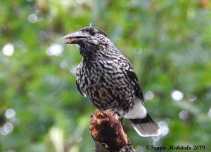Pähkinähakki Kemi, liikennepuisto 30.7.2019 Seppo Mäkitalo